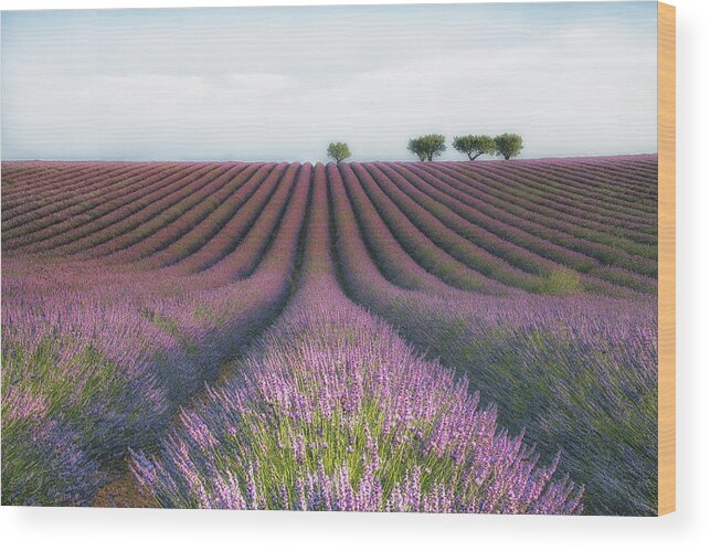 Landscape Wood Print featuring the photograph Velours De Lavender by Margarita Chernilova