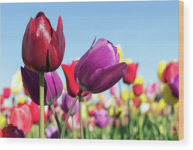 Tulip Wood Print featuring the photograph Velvet Red and Purple Tulip Flowers Closeup by David Gn