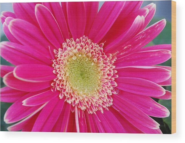 Flower Wood Print featuring the photograph Vibrant Pink Gerber Daisy by Amy Fose