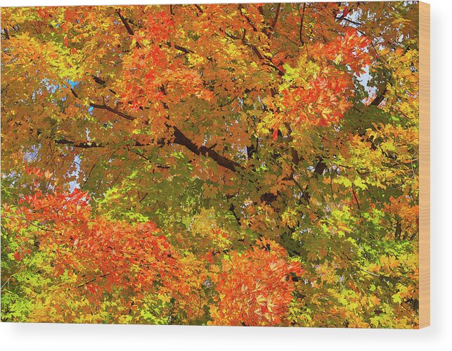 Gary Hall Wood Print featuring the photograph Vibrant Sugar Maple by Gary Hall