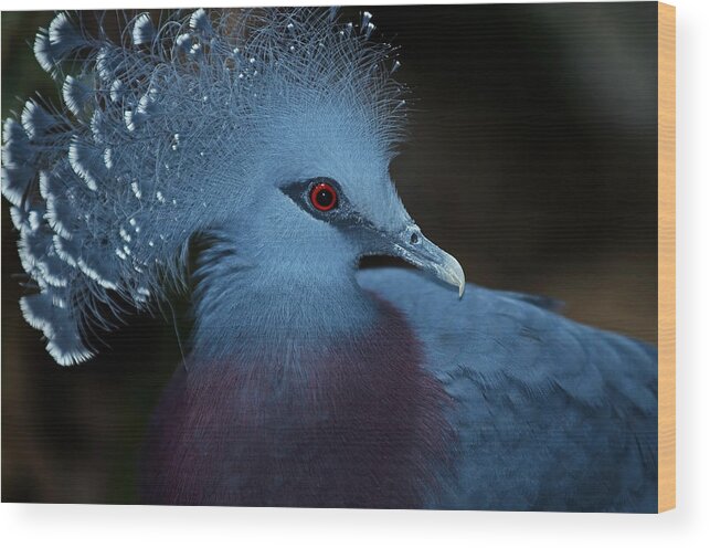 Victorian Crowned Pigeon Wood Print featuring the photograph Victorian Crowned Pigeon by JT Lewis