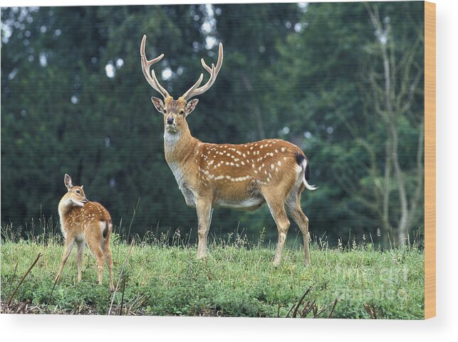 Adult Wood Print featuring the photograph Vietnamese Sika Deer by Gerard Lacz