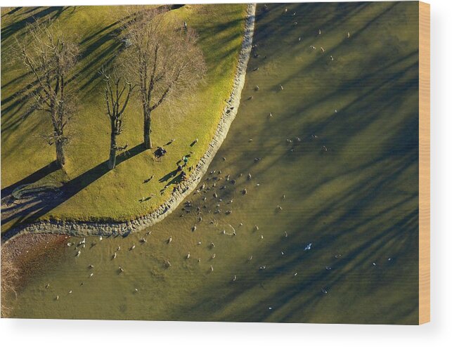 Park Wood Print featuring the photograph View From Above by Mihaela Jurca
