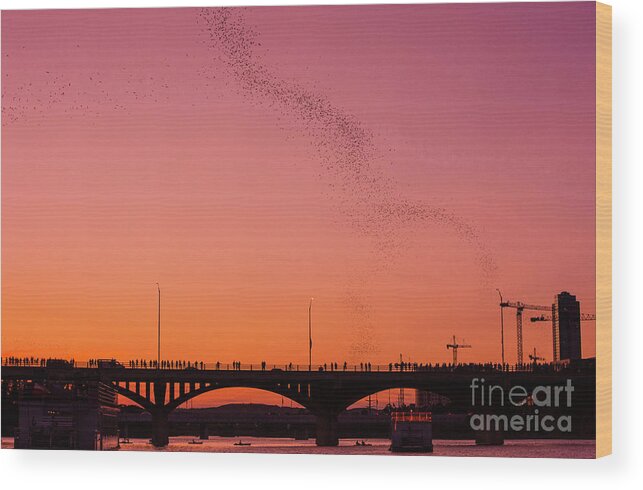 Mexican Free-tail Bats Wood Print featuring the photograph View of the Congress Bridge in Austin as streams of bats fly out of the bridge during pink sunset by Dan Herron