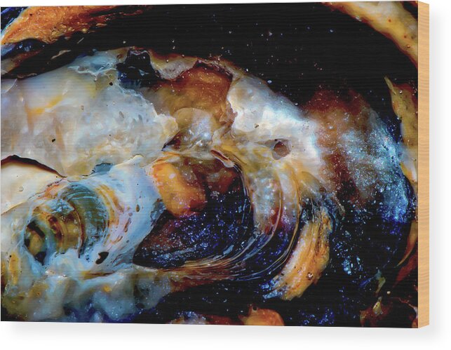Sea Shell Wood Print featuring the photograph Vilano Sea Shell Constellation by Gina O'Brien