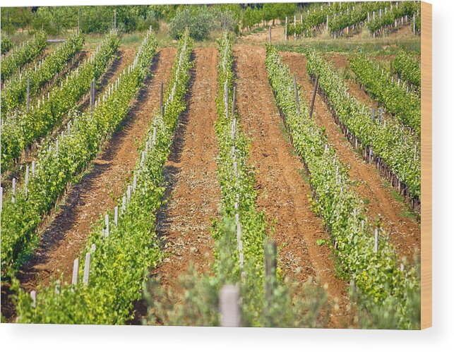 Green Wood Print featuring the photograph Vineyard on red dirt view by Brch Photography