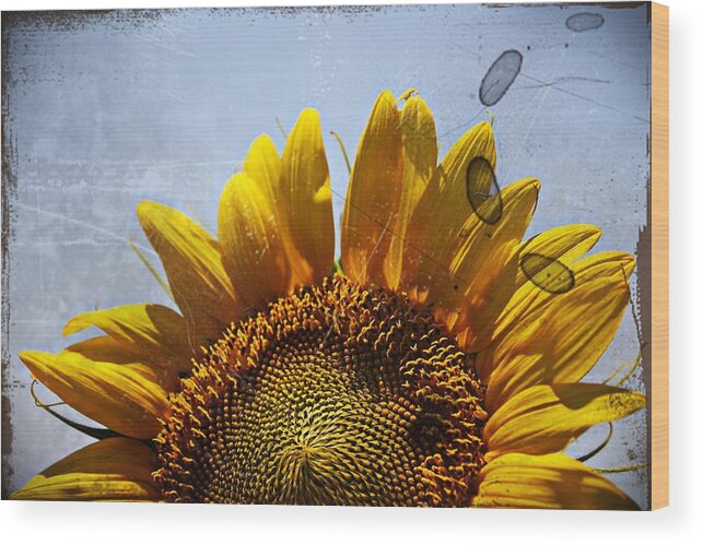 Sunflower Wood Print featuring the photograph Vintage Sunflower- Fine Art by KayeCee Spain