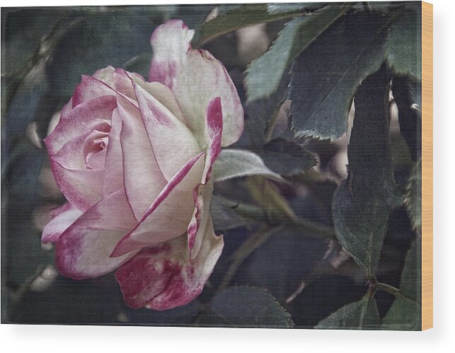 Rose Wood Print featuring the photograph Vintage Variation by Leda Robertson
