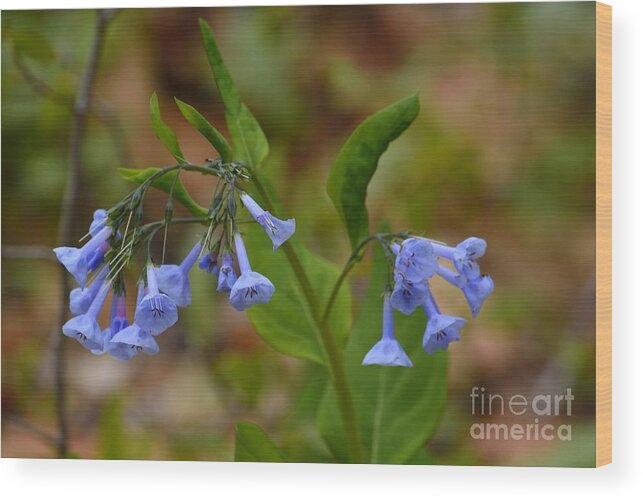 April Wildflowers Wood Print featuring the photograph Virginia Bluebells by Randy Bodkins