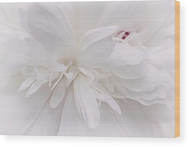 Flower Wood Print featuring the photograph White Ballet Powder Puff by Darlene Kwiatkowski