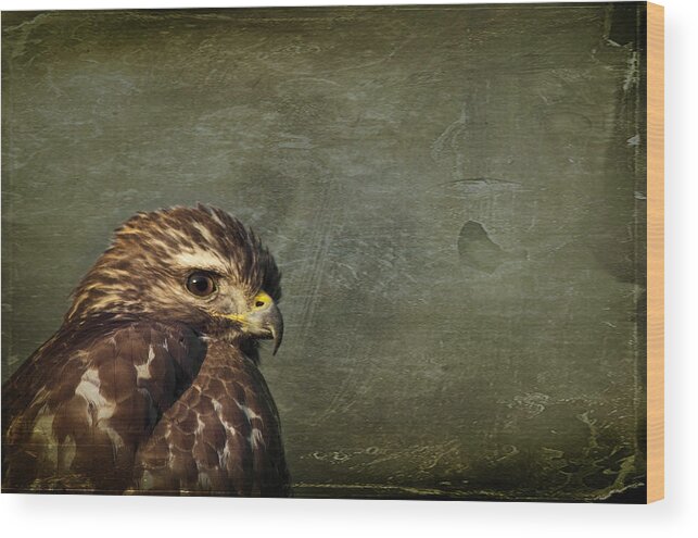 Osprey Wood Print featuring the photograph Visions of Solitude by Evelina Kremsdorf