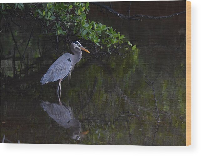 Great Blue Heron Wood Print featuring the photograph Waiting Patiently by Jim Bennight