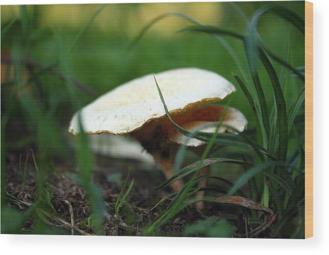 Mushroom Wood Print featuring the photograph Walk through the mushroom by Angel Angelov