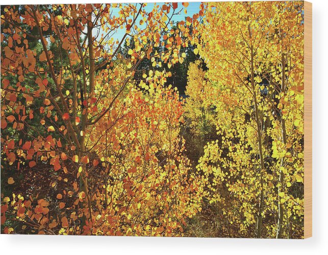 Colorado Wood Print featuring the photograph Walking Among the Aspens at Dillon Reservoir by Ray Mathis