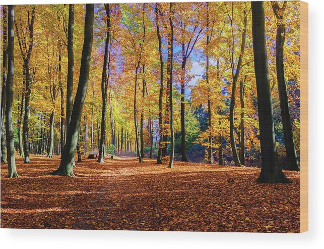 Europe Wood Print featuring the photograph Walking in the golden woods by Dmytro Korol