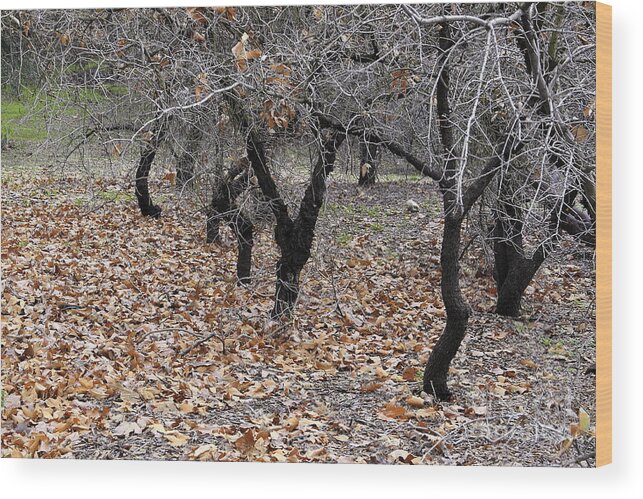 California Wood Print featuring the photograph Walking Trees. by Viktor Savchenko