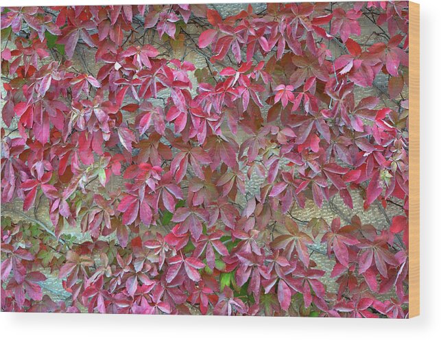Wall Of Leaves Wood Print featuring the photograph Wall of Leaves 1 by Dubi Roman