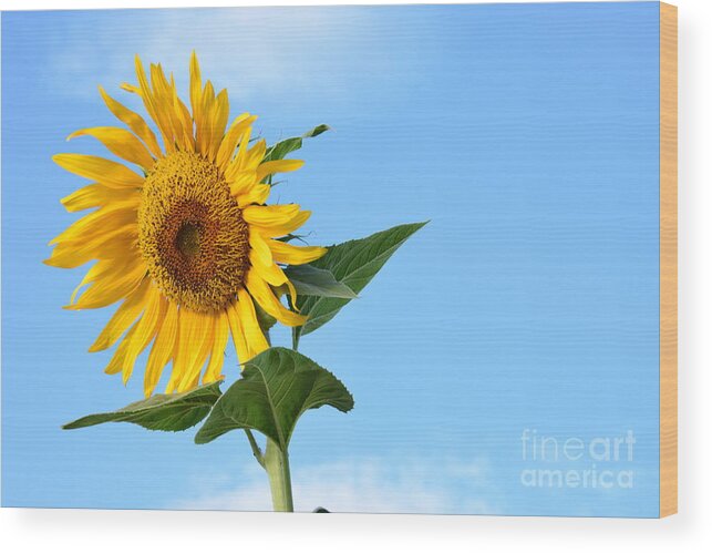 Helianthus Annuus Wood Print featuring the photograph Watching Over Life by Angela J Wright