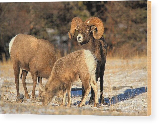 Bighorn Sheep Wood Print featuring the photograph Watching Over The Flock by Adam Jewell