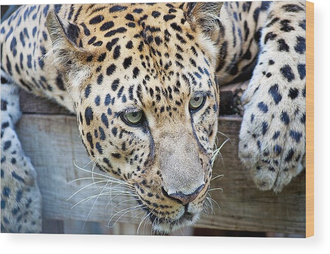 Leopard Wood Print featuring the photograph Watching You by Kenneth Albin