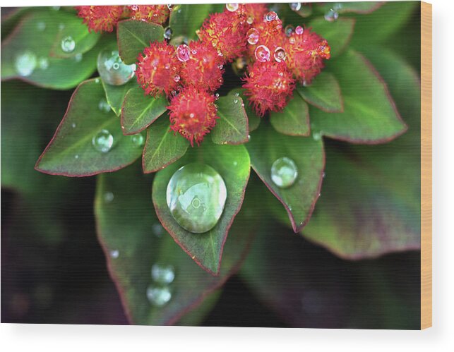 Rain Drop Wood Print featuring the photograph Water Drops on Christmas Flower by Crystal Wightman