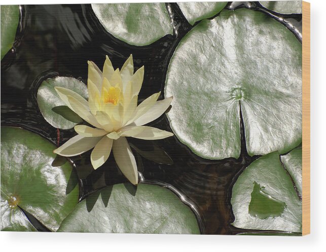 Zen Wood Print featuring the photograph Water Lilies by Windy Osborn