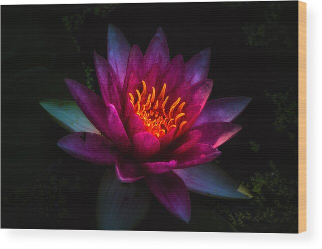 Jay Stockhaus Wood Print featuring the photograph Water Lily 2 by Jay Stockhaus