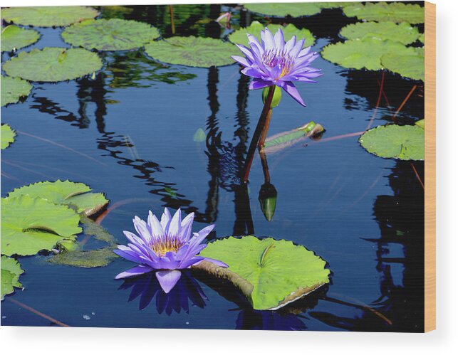 Water Lily Wood Print featuring the photograph Water Lily by Lisa Blake