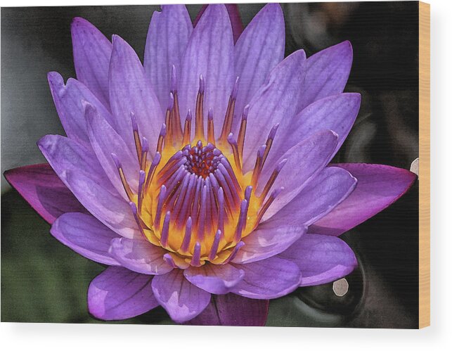 Water Lily Wood Print featuring the digital art Water Lily by Sandeep Gangadharan