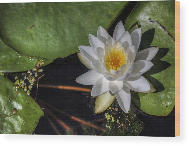 Lake Wood Print featuring the photograph Water Lily by Steve Gravano