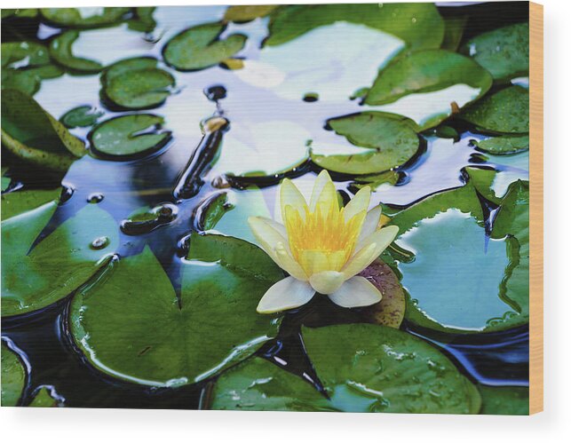 Bloom Wood Print featuring the photograph Waterlilly on Blue Pond by Robert FERD Frank