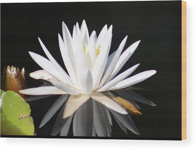 Flowers Wood Print featuring the photograph Waterlily Wonder by DB Hayes