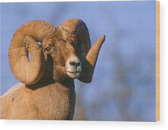 Mark Miller Photos Wood Print featuring the photograph Waterton Canyon Ram by Mark Miller