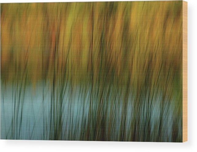 Tall Grass Wood Print featuring the photograph Wavy by Randy Pollard