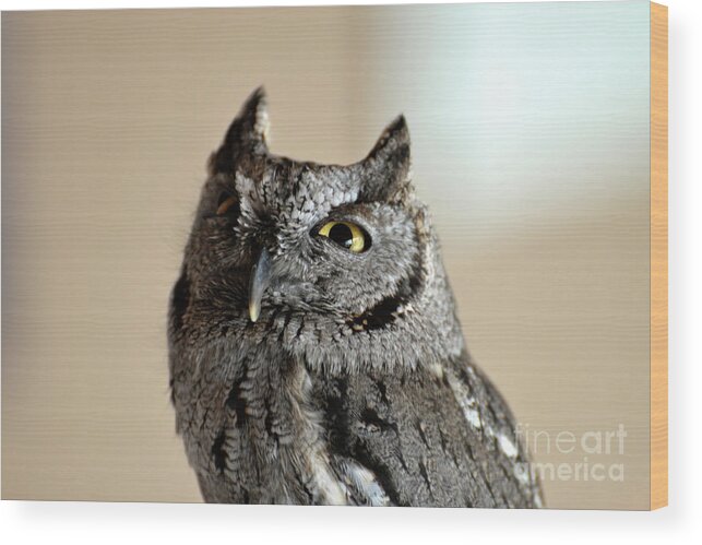 Denise Bruchman Wood Print featuring the photograph Wee Western Screech Owl by Denise Bruchman