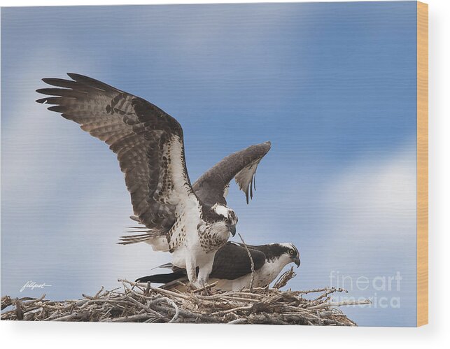 Osprey Wood Print featuring the photograph Welcome Home by Bon and Jim Fillpot