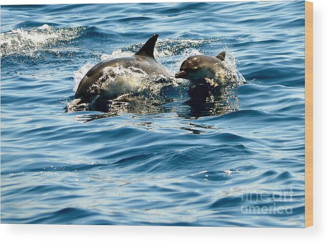 Dolphin Wood Print featuring the photograph Welcome by Johanne Peale