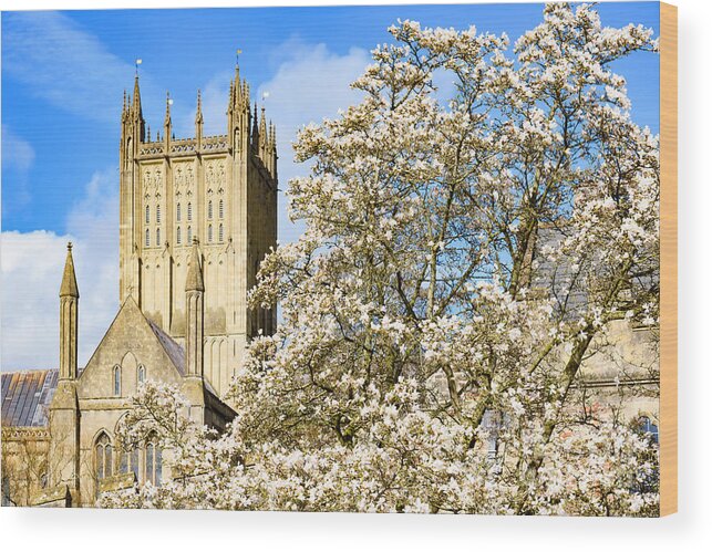 Bishop's Palace Wood Print featuring the photograph Wells Cathedral and spring blossom by Colin Rayner