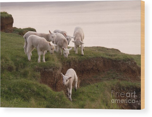 Prancing Lamb Wood Print featuring the photograph Welsh Lambs by Ang El