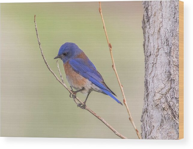 California Wood Print featuring the photograph Western Bluebird by Marc Crumpler