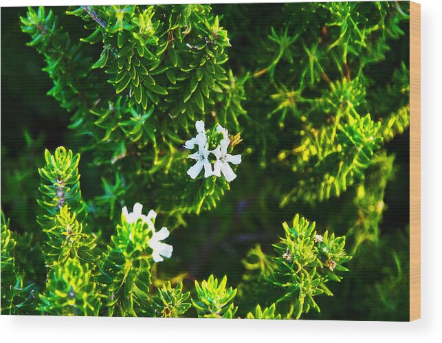 Westringia Fruticosa Wood Print featuring the photograph Westringia Fruticosa by Miroslava Jurcik