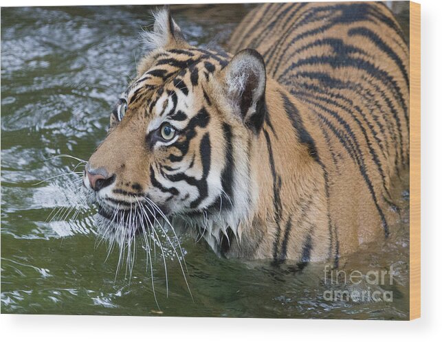 Wet And Wild Wood Print featuring the photograph Wet and Wild 1 by Chris Scroggins