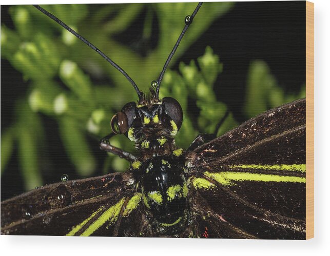 Jay Stockhaus Wood Print featuring the photograph Wet Butterfly by Jay Stockhaus