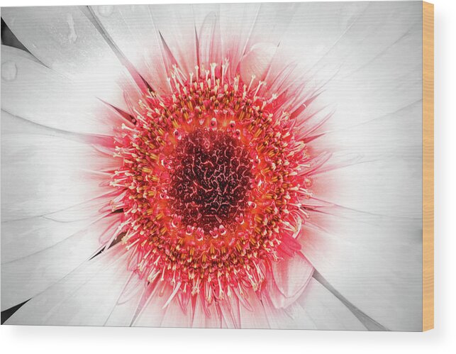 Gerbera Wood Print featuring the photograph Wet Gerbera with Splash of Color by Don Johnson