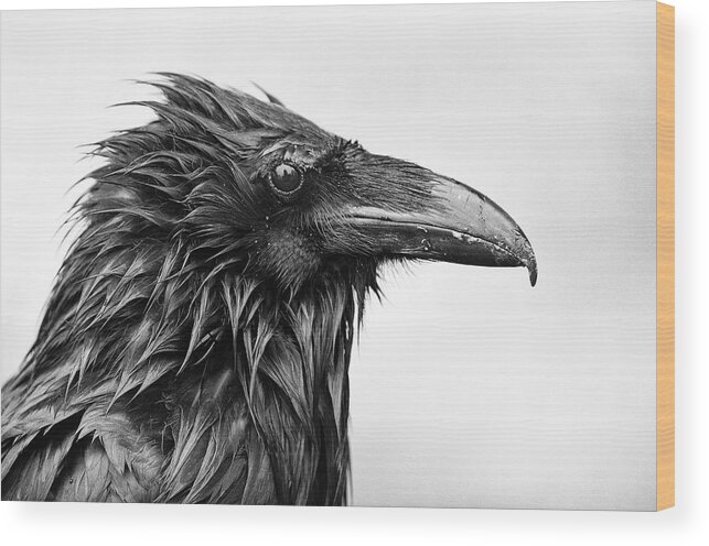 Common Raven Wood Print featuring the photograph Wet Raven by Max Waugh