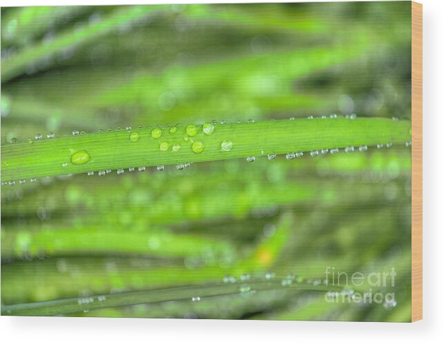 Garden Flowers Wood Print featuring the photograph Wet Tall Grass water Drops by David Zanzinger