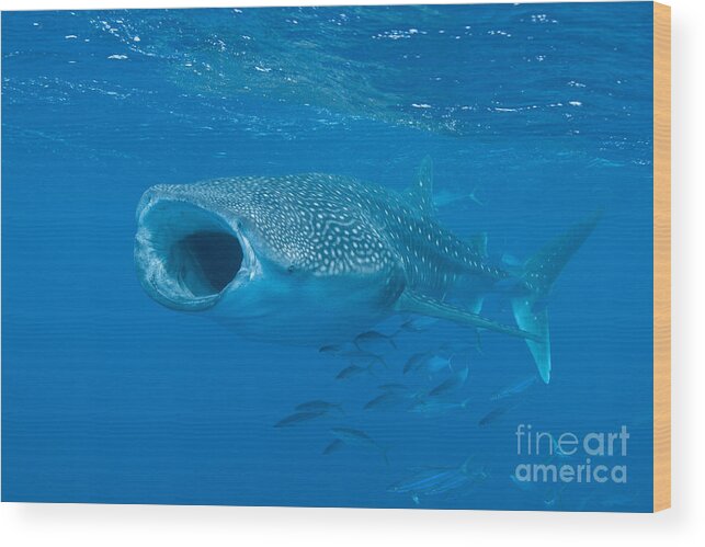 Maldives Wood Print featuring the photograph Whale Shark, Ari And Male Atoll by Mathieu Meur