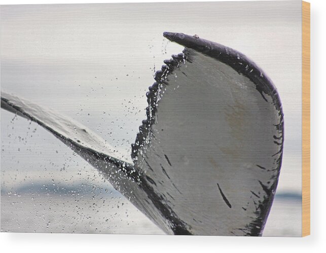 Humpback Wood Print featuring the photograph Whale Tail Close Up by Kristin Elmquist