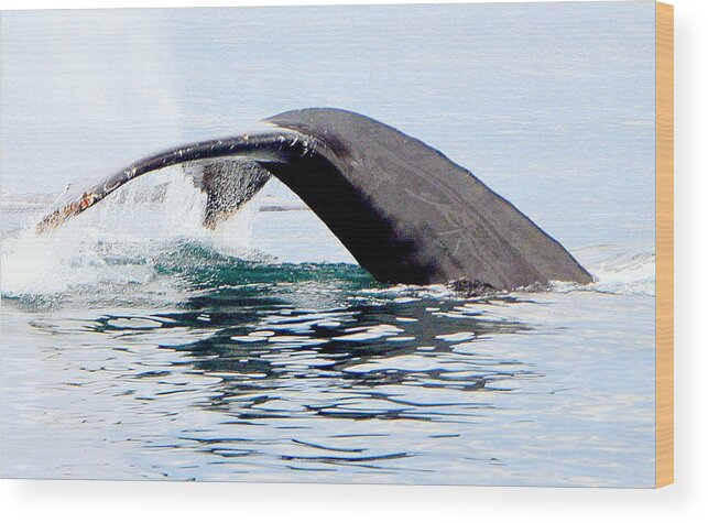 Whale Wood Print featuring the photograph Whale Watch Moss Landing Series 24 by Antonia Citrino