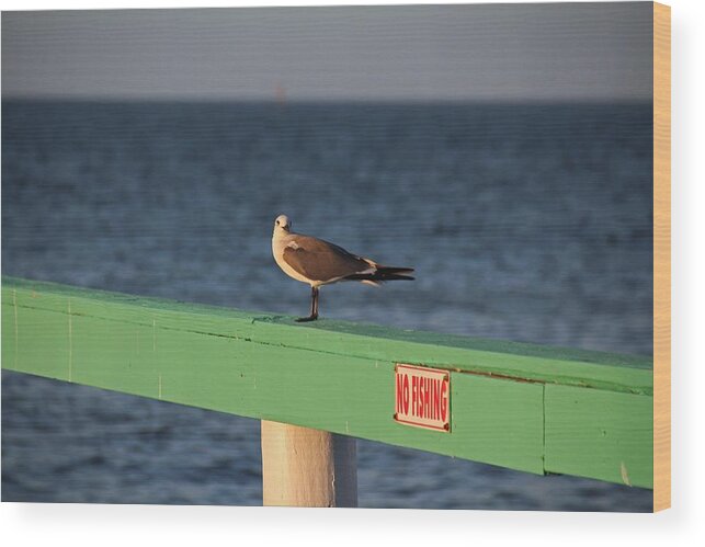 Seagull Wood Print featuring the photograph What Do You Mean No Fishing? by Michiale Schneider